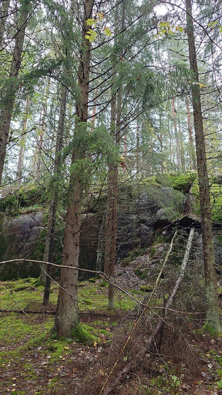 Designated Campfire Sites