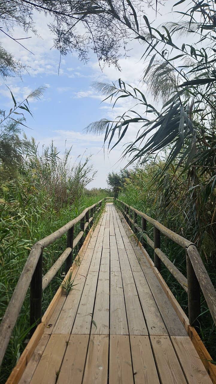 Wooden Boardwalks