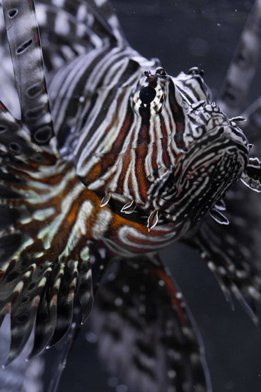 Turtle Touch Experience