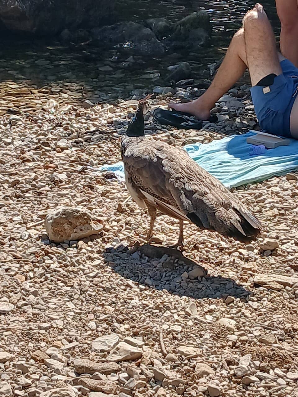 Lokrum's 'Dead Sea'