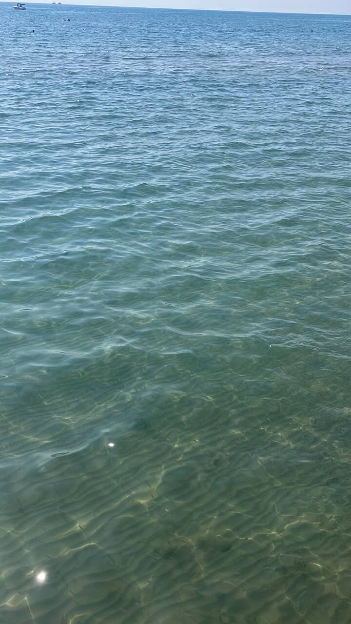 Palm-Lined Promenade