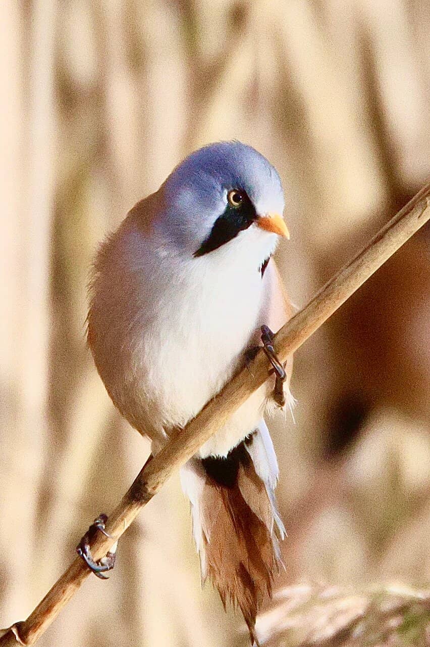 Bearded Tits & Bitterns