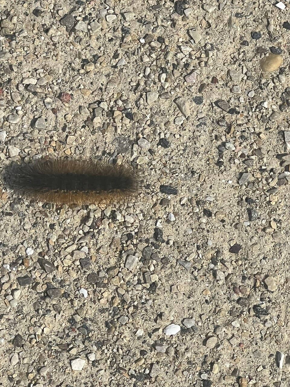 Wildlife Viewing Opportunities