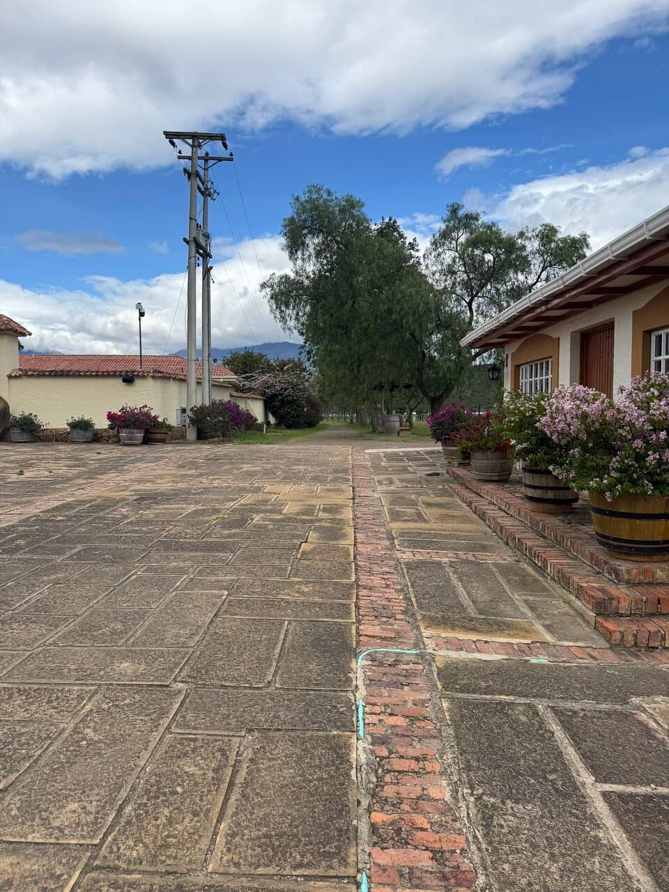 High-Altitude Olive Grove