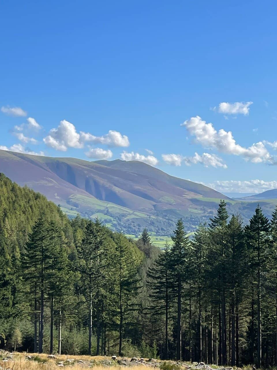 Red Squirrel Spotting