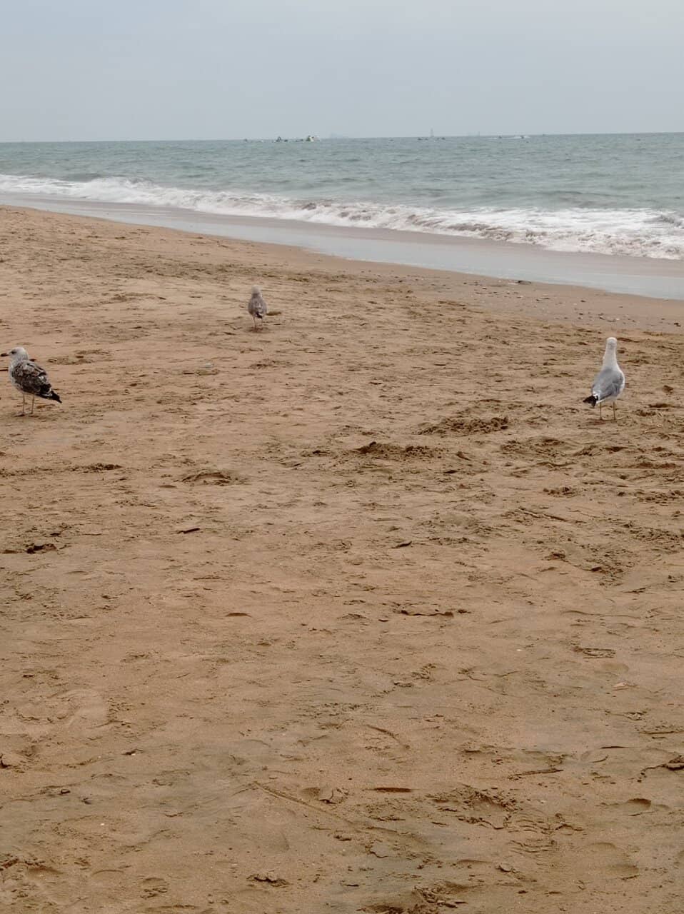 Expansive Sandy Shores