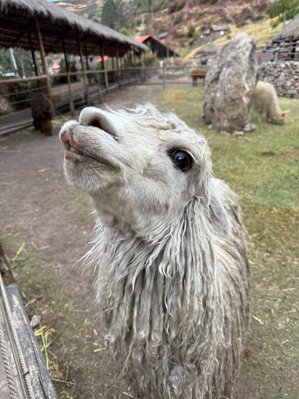 Traditional Textile Demonstration
