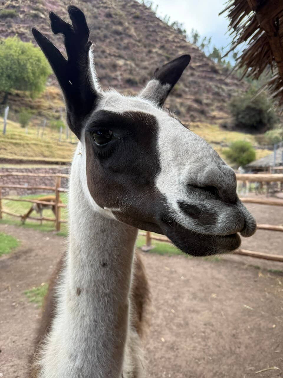 Meet the Camelids