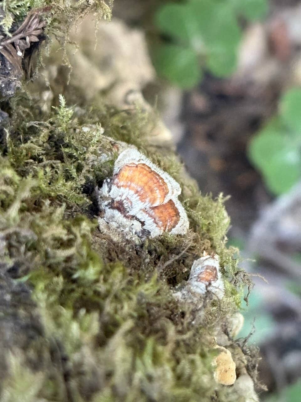 Pioneer Nature Trail