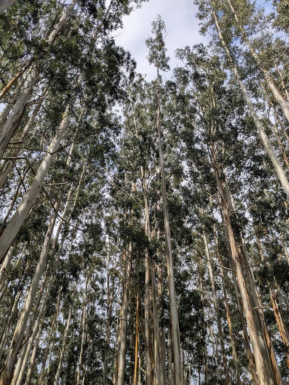 Sunrise Shikara Ride