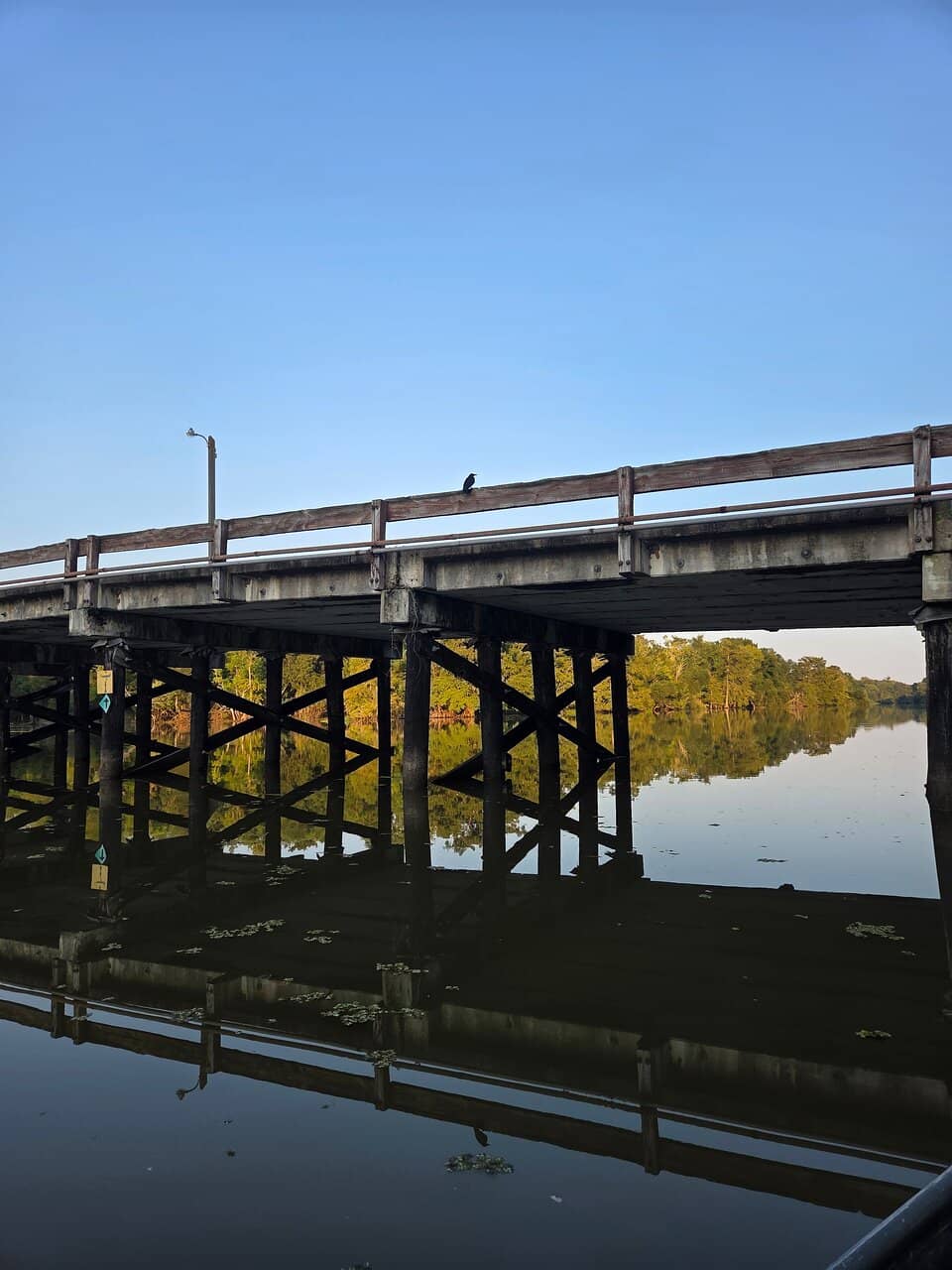 Alligator Sightings