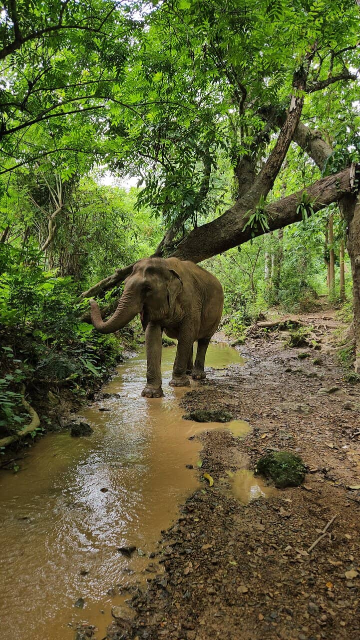 Observing Elephants in Nature