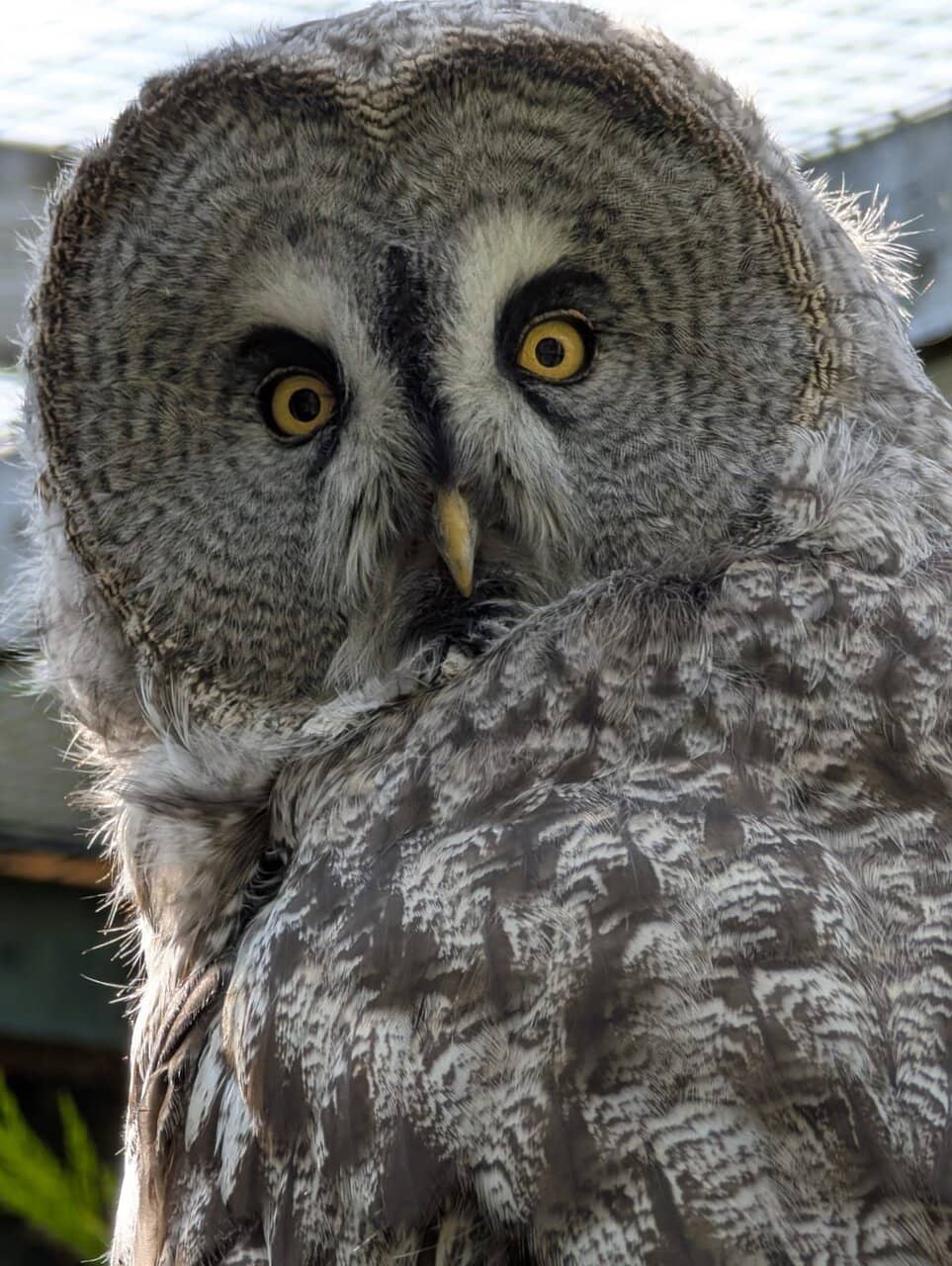 Up-Close Owl Encounters