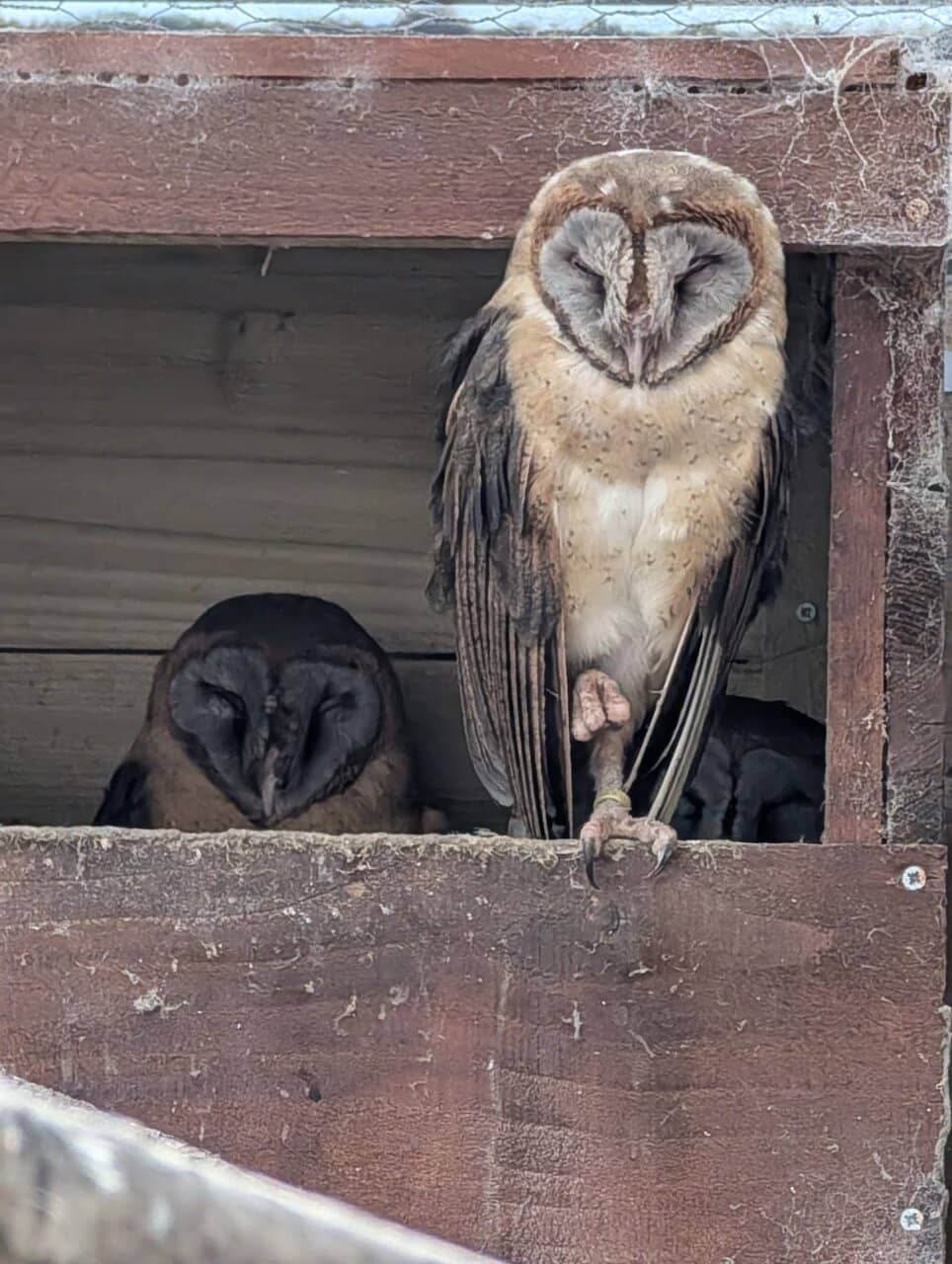 Diverse Owl Collection