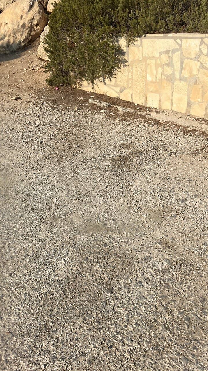 Sea Turtle Encounters