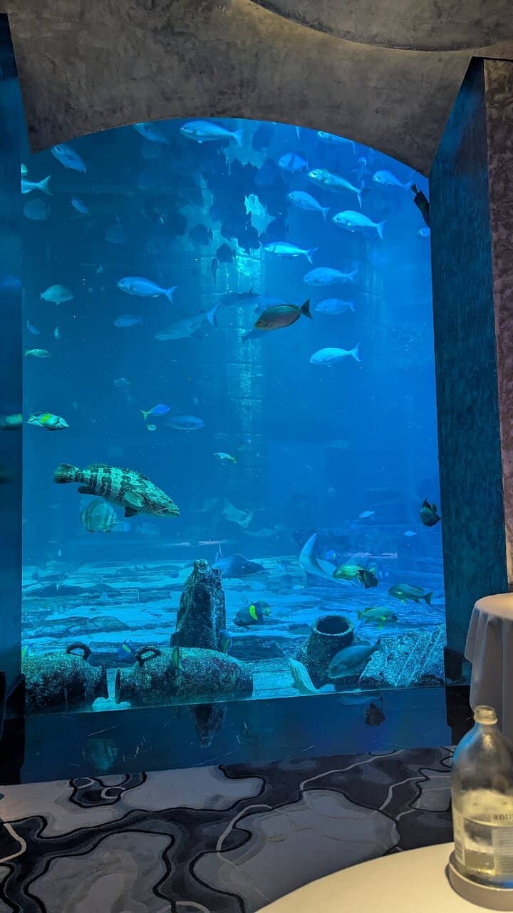 Impeccable Service & Ambiance