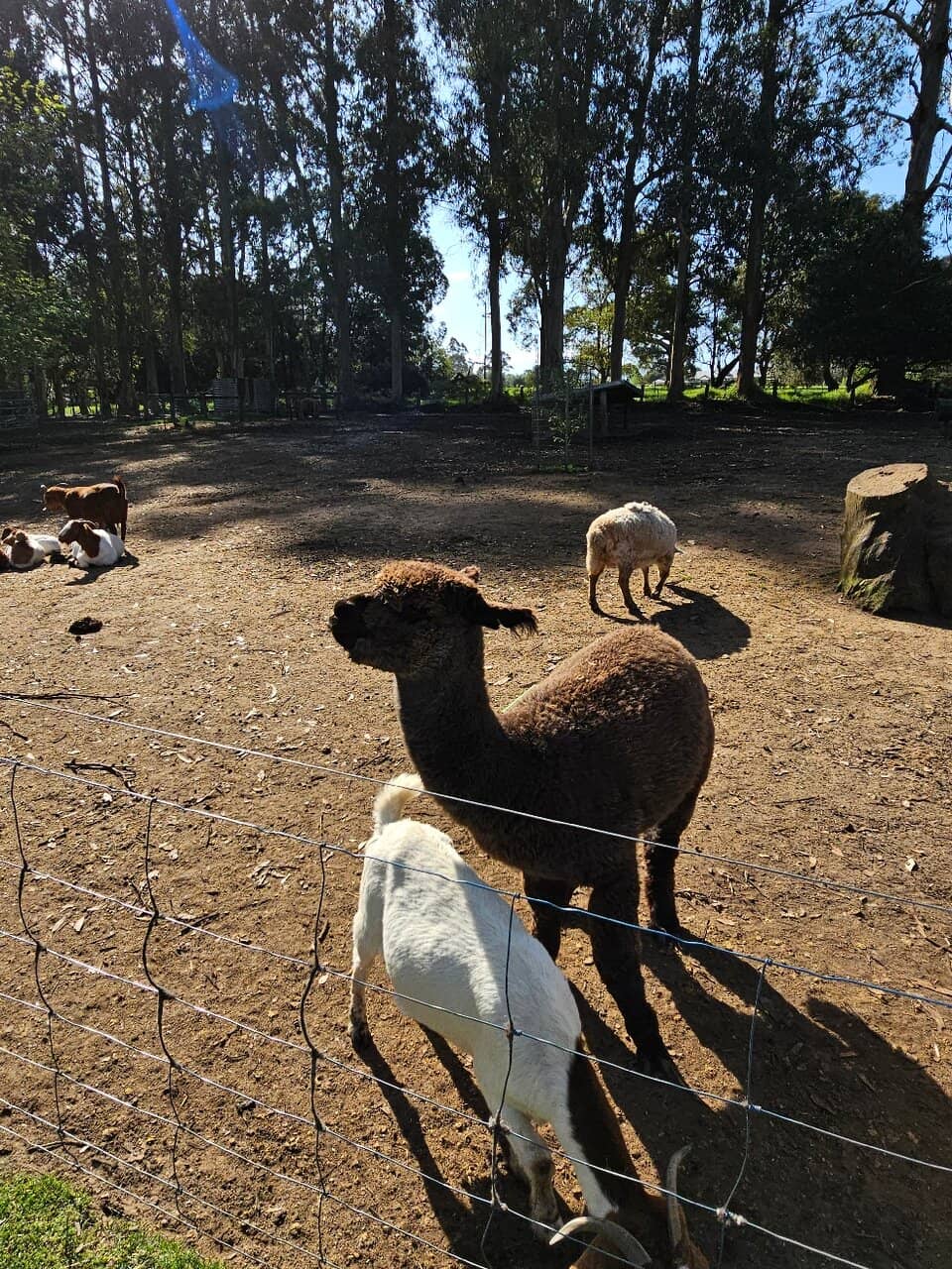 Diverse Animal Collection