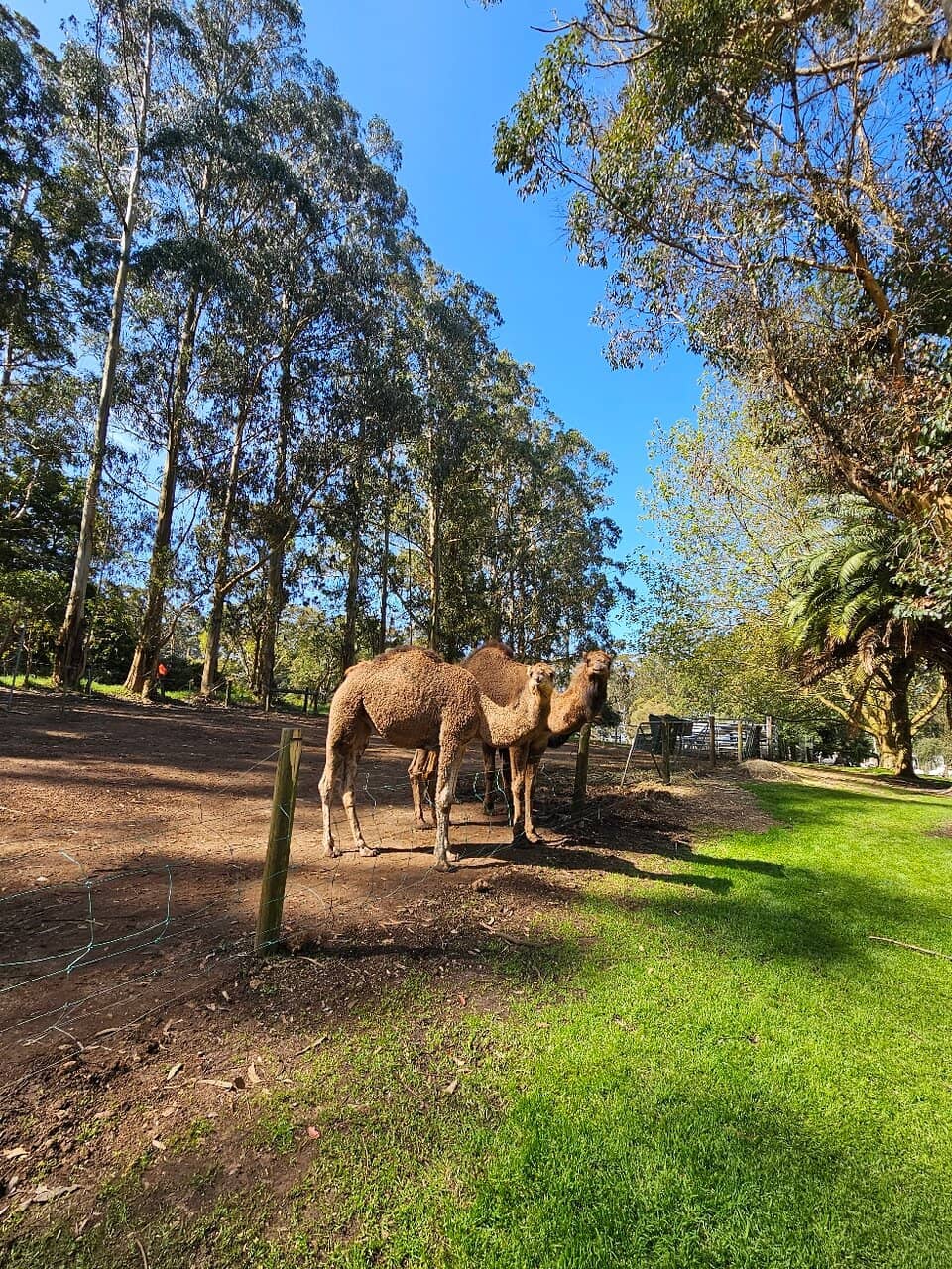 Alpaca Encounters