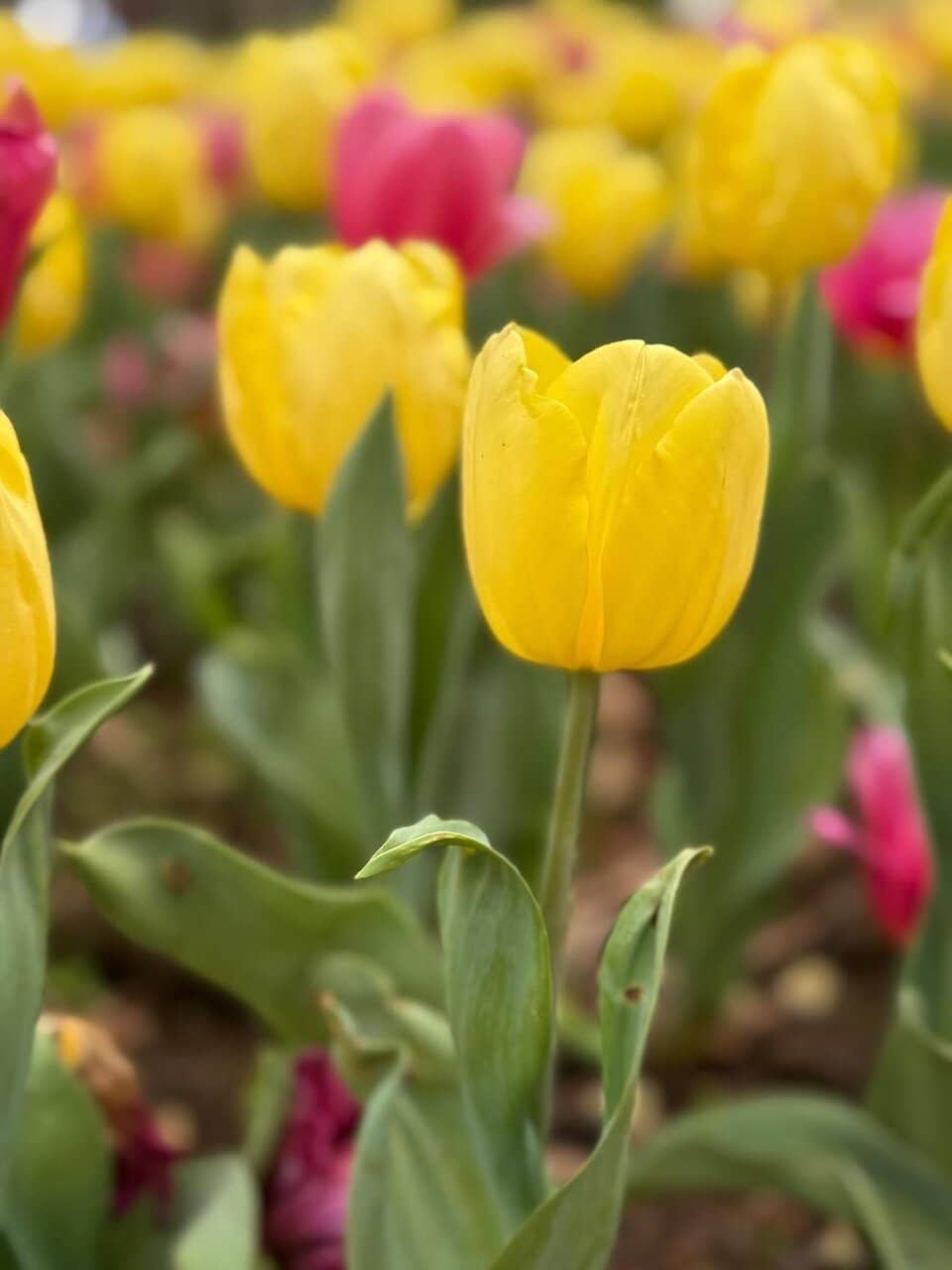 Manicured Gardens & Natural Landscapes