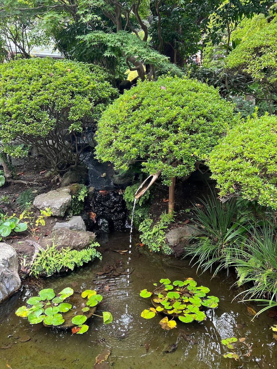 Tranquil Matcha Experience