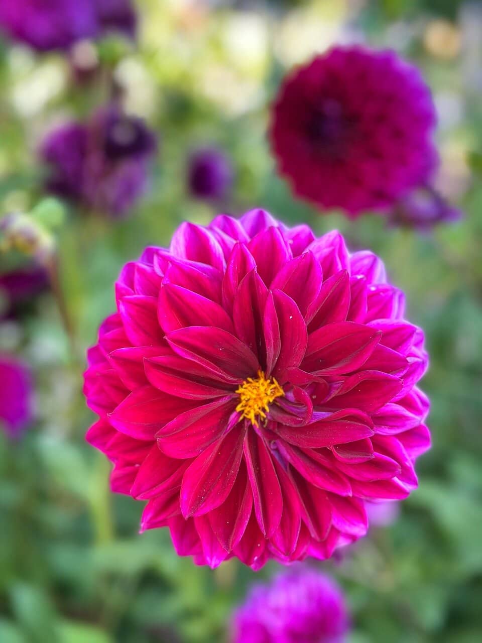 Vertical photo