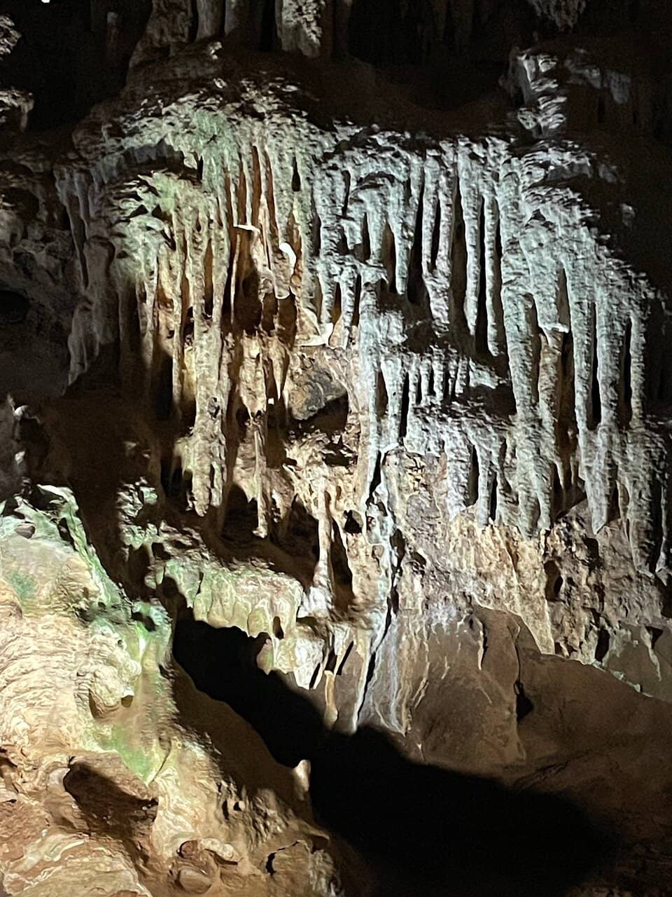 Deepest Roots of a Fig Tree