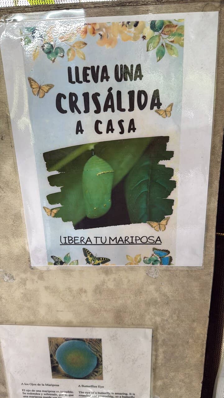 Fascinating Life Cycle Education