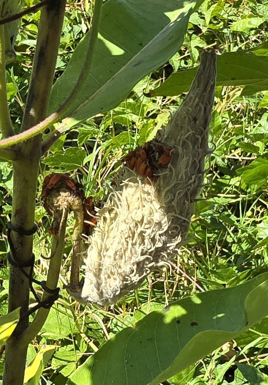 Wetland and Salt Marsh Views