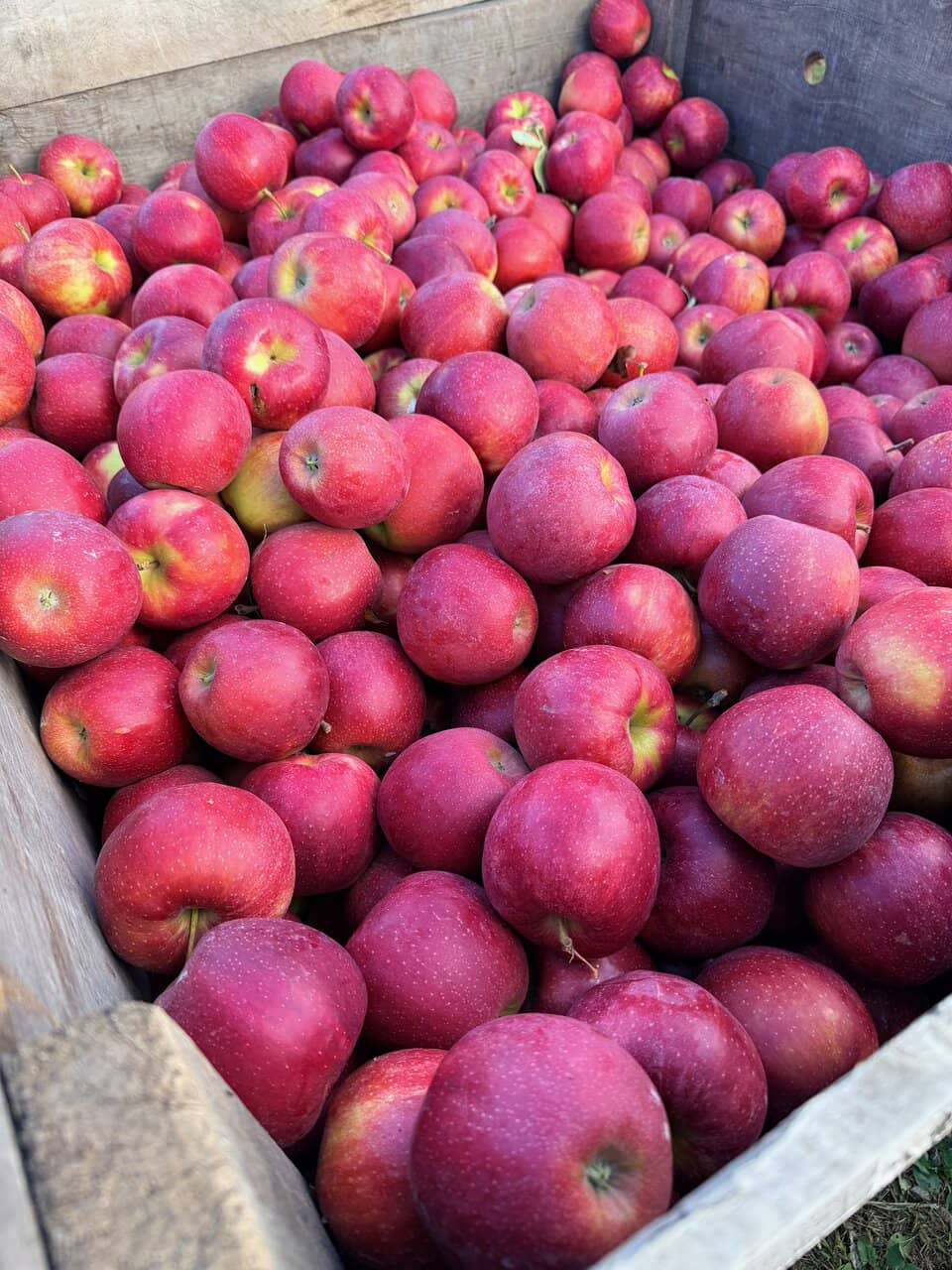 Nights of Lights Festival