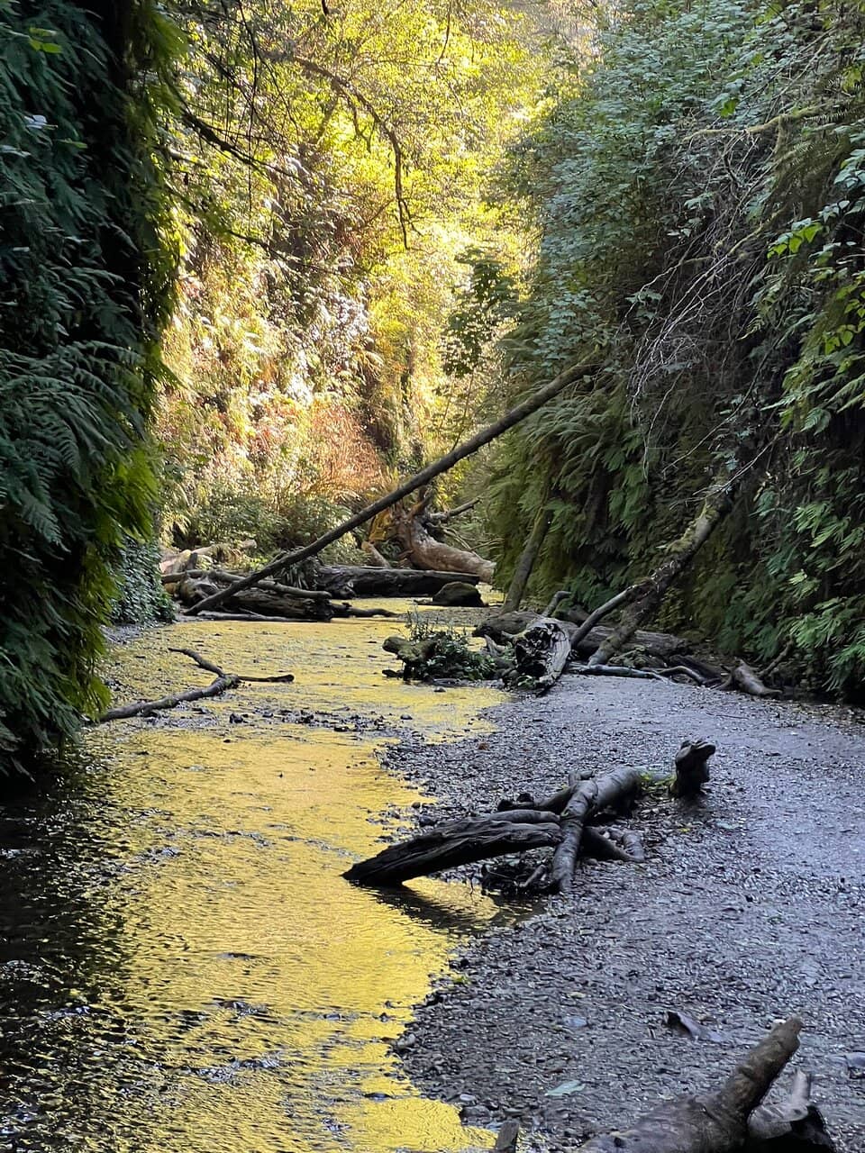 Pygmy Forest Discovery Trail