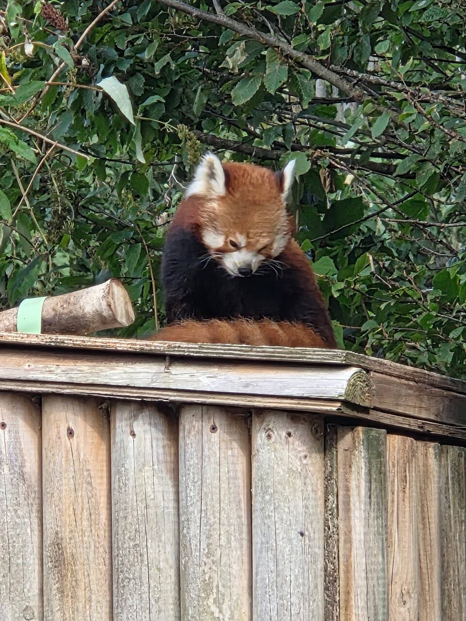 Lemur Encounters