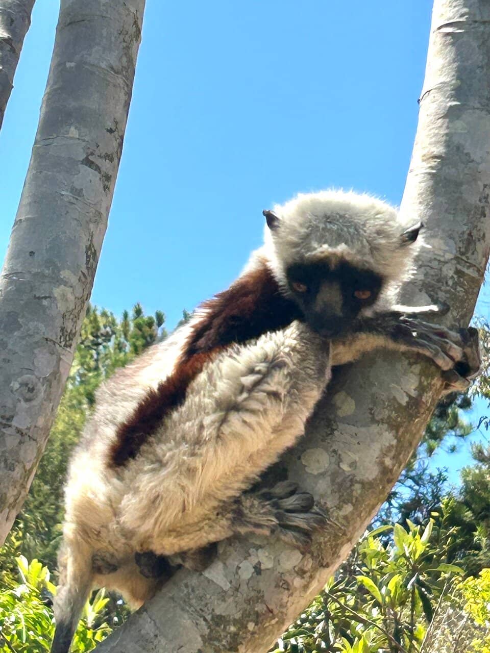 Coquerel's Sifakas