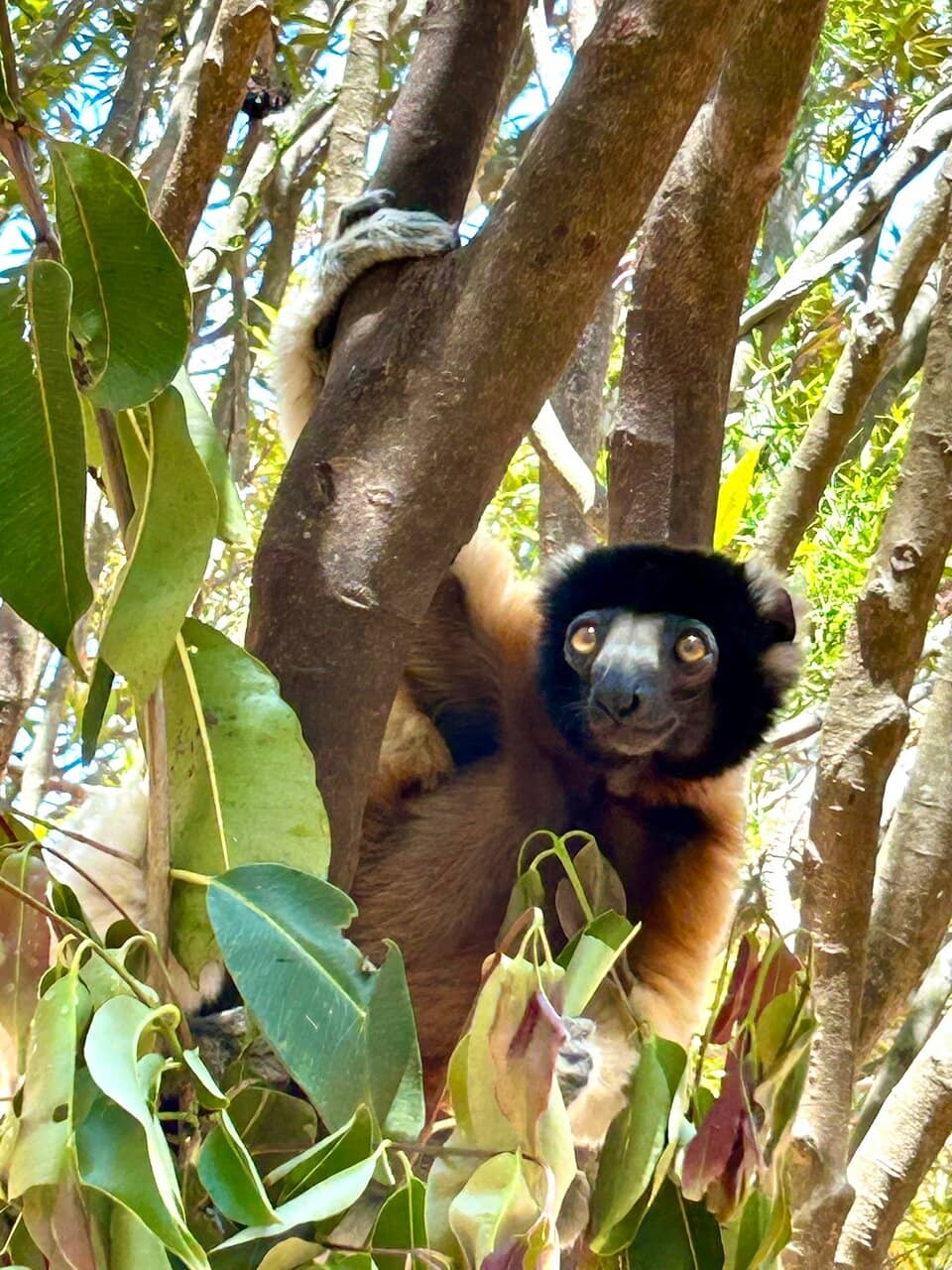 Black-and-White Ruffed Lemurs