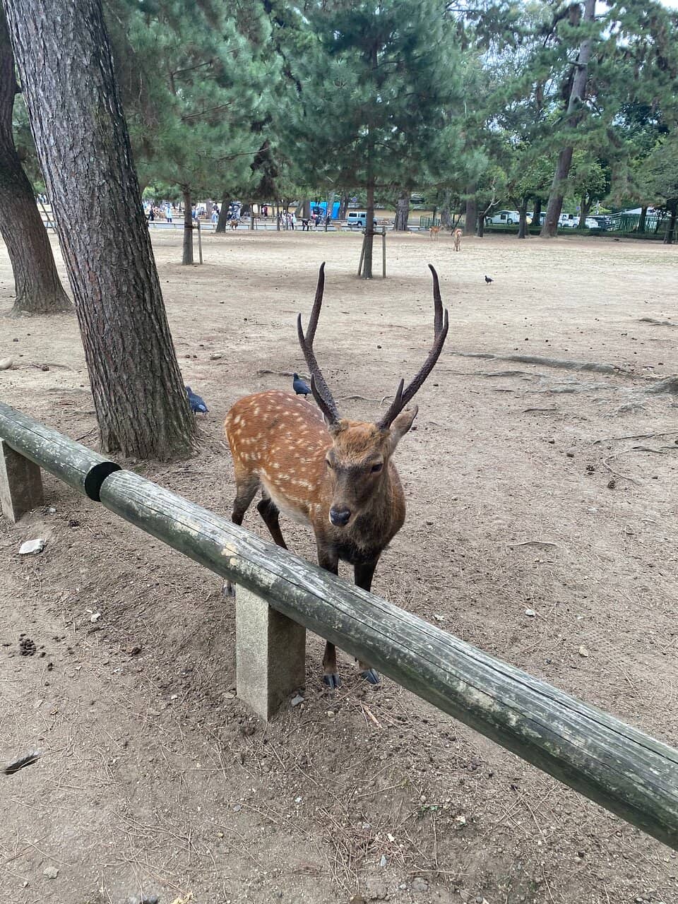 Lake Burley Griffin Views