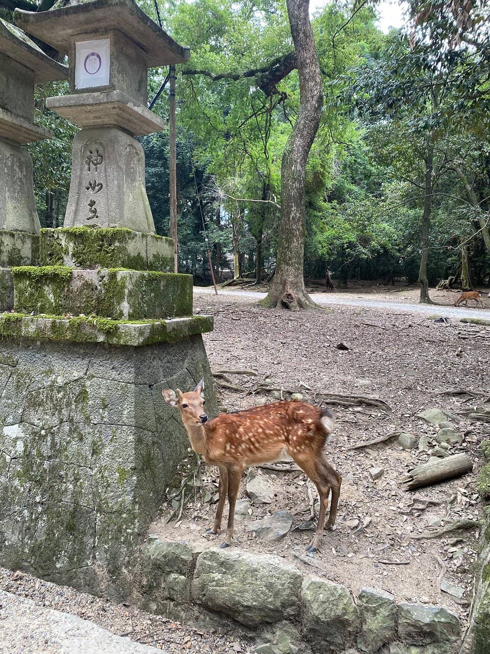 Japanese Garden Design