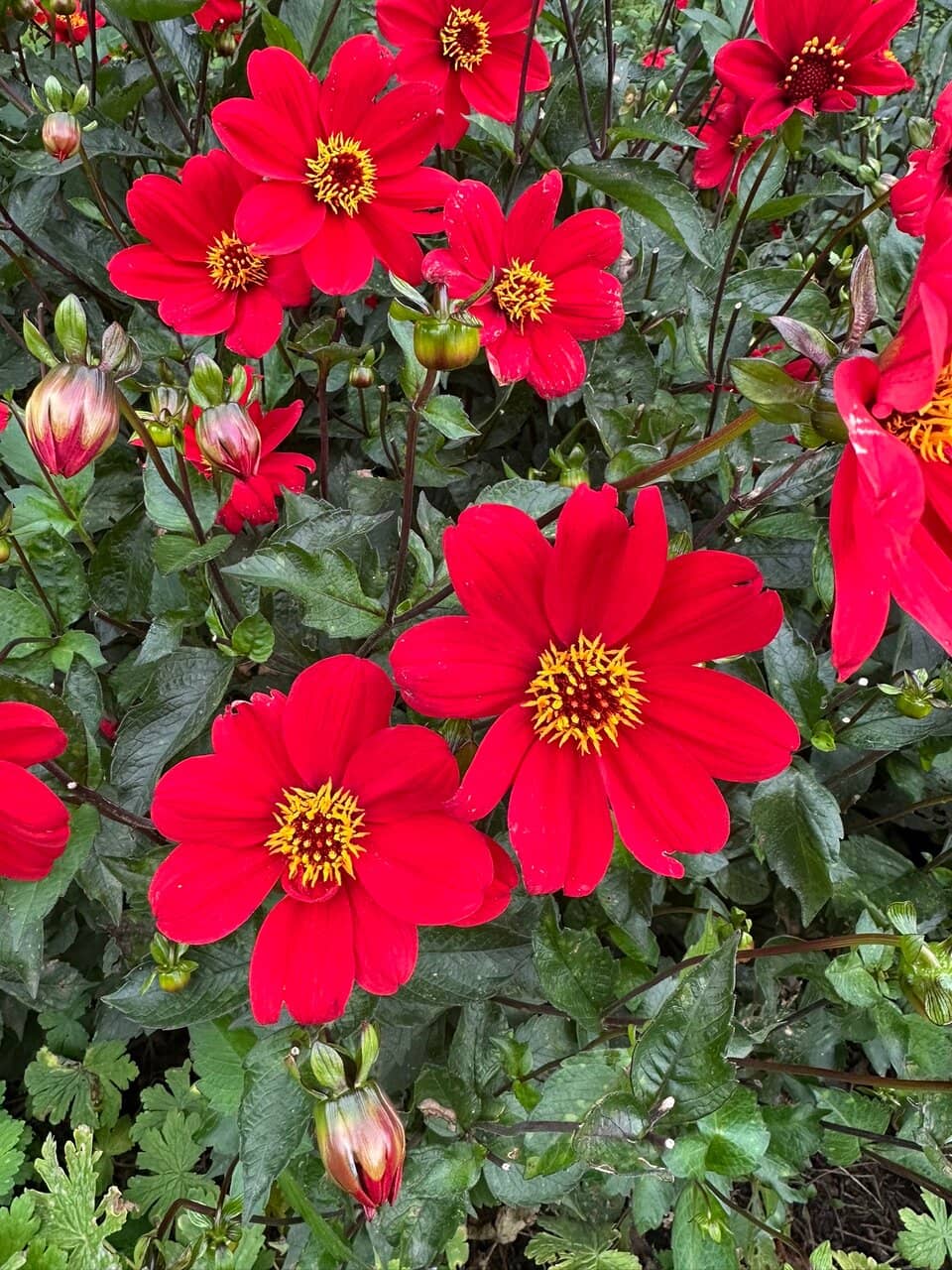 Walled Gardens