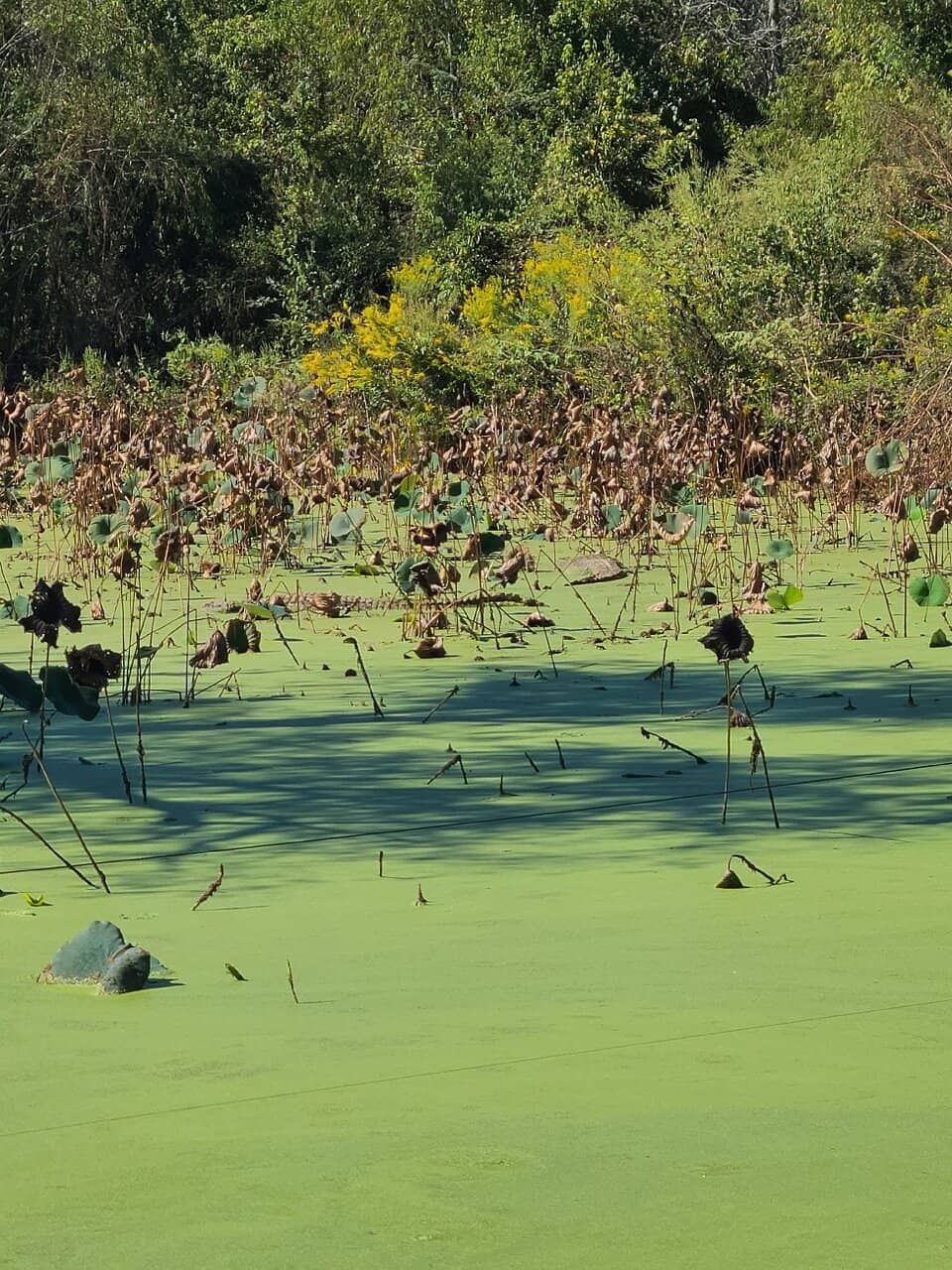 Educational Alligator Shows