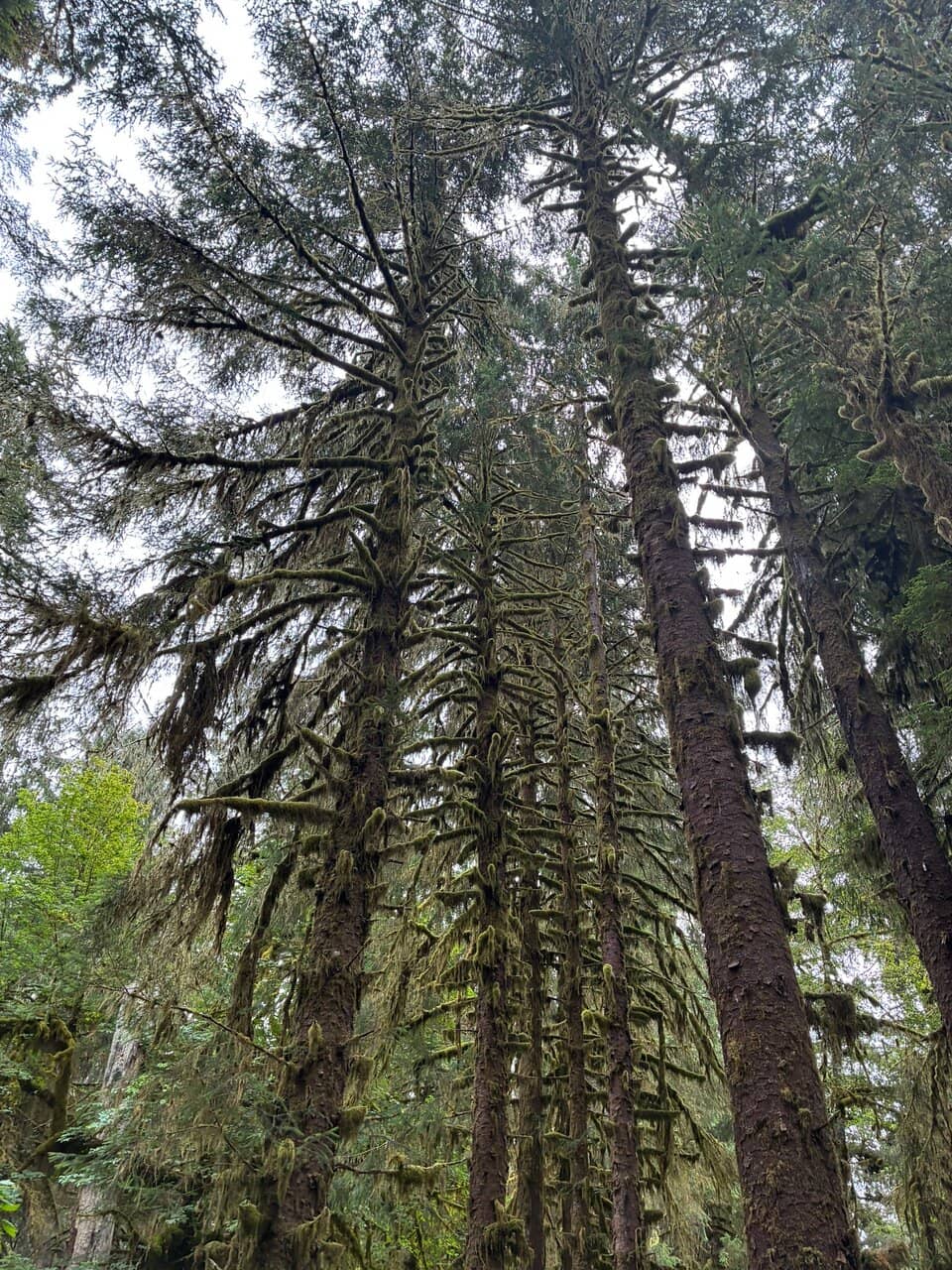 Hoh River Trail