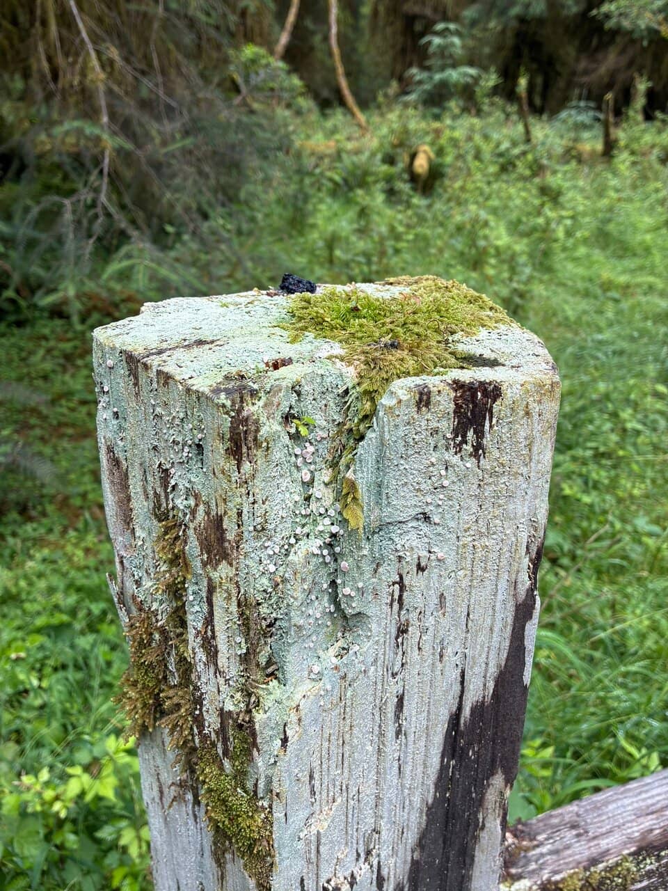 Hall of Mosses Trail