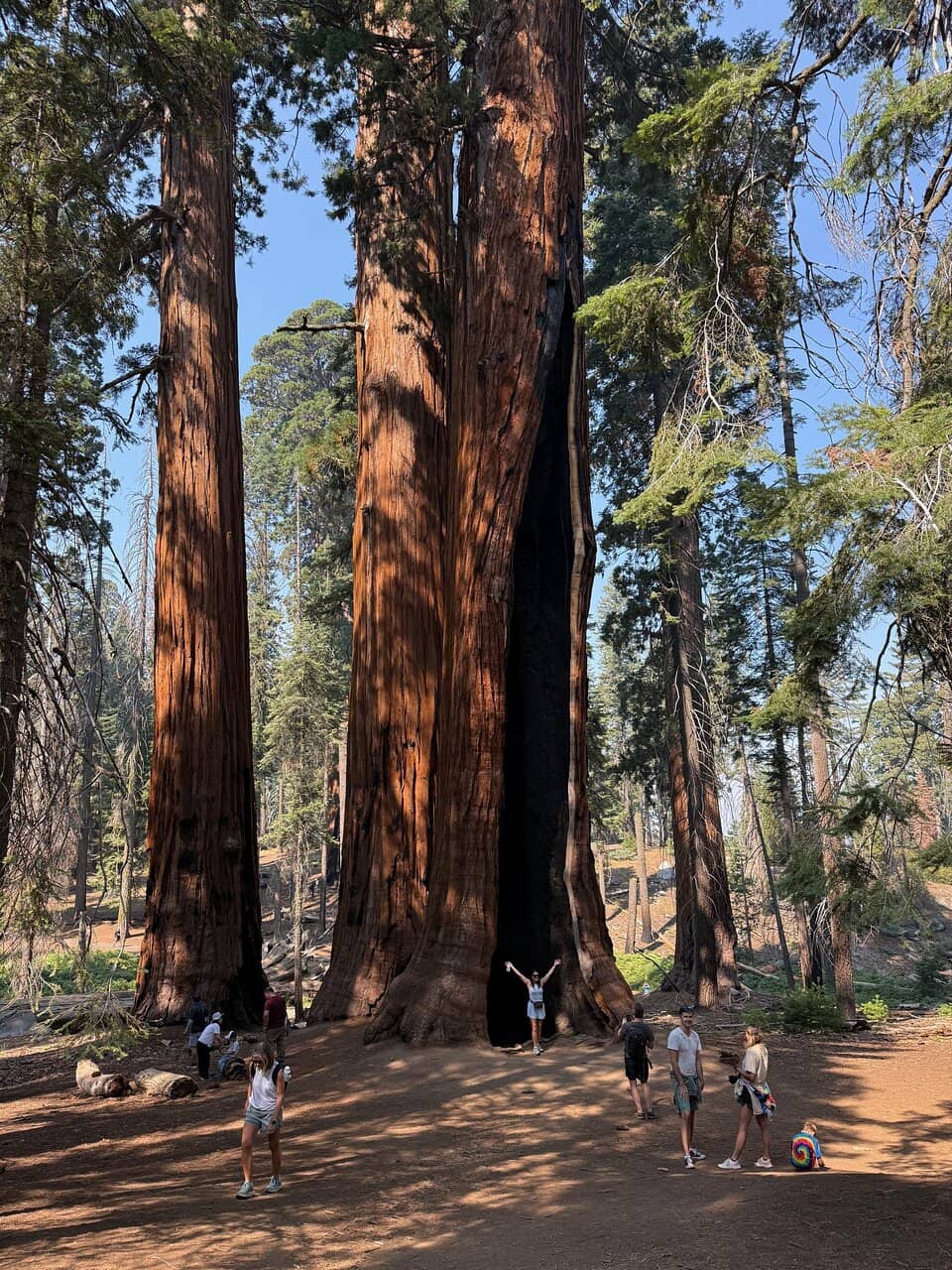 President Tree