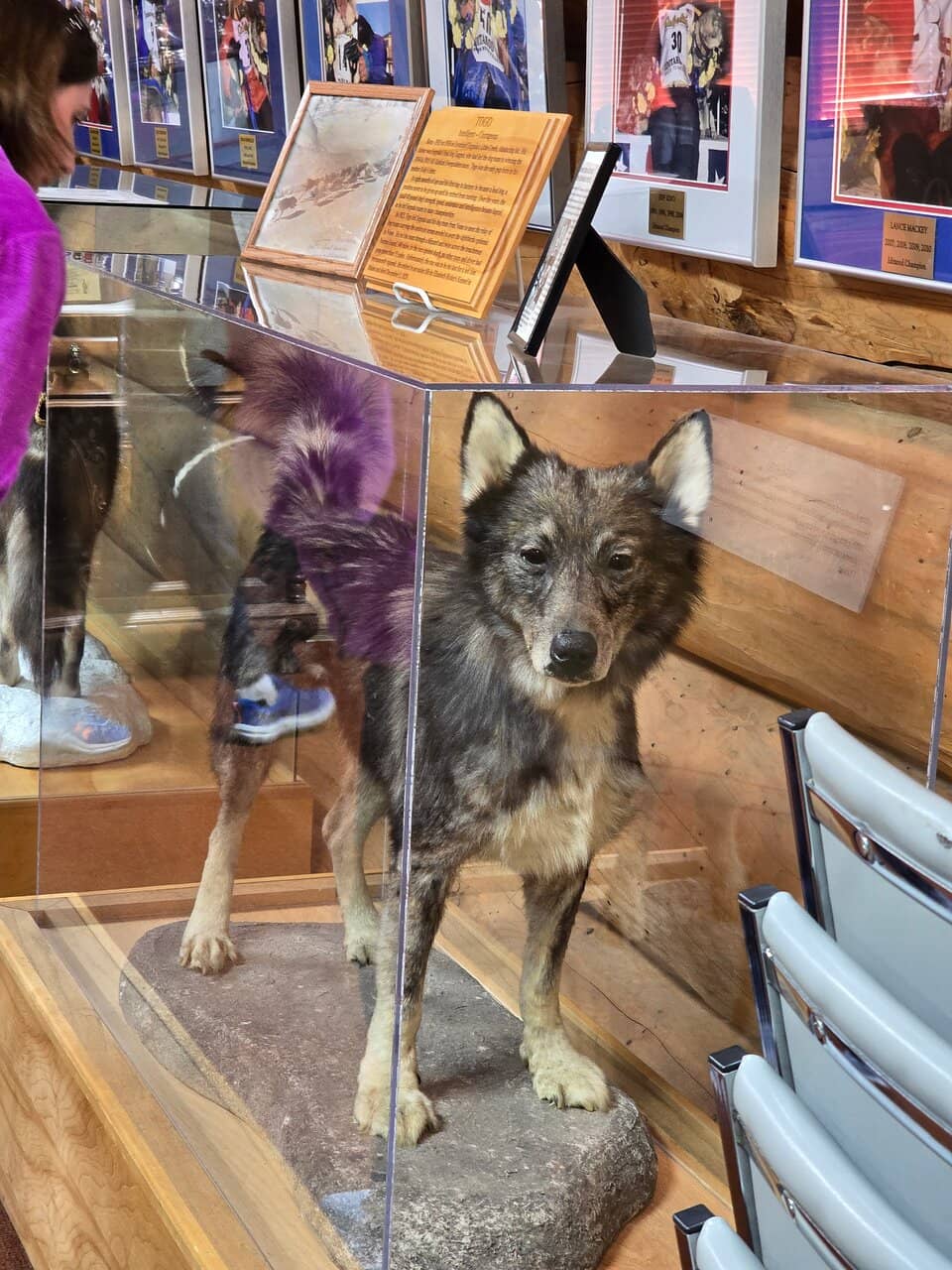 Dog Sled Cart Rides