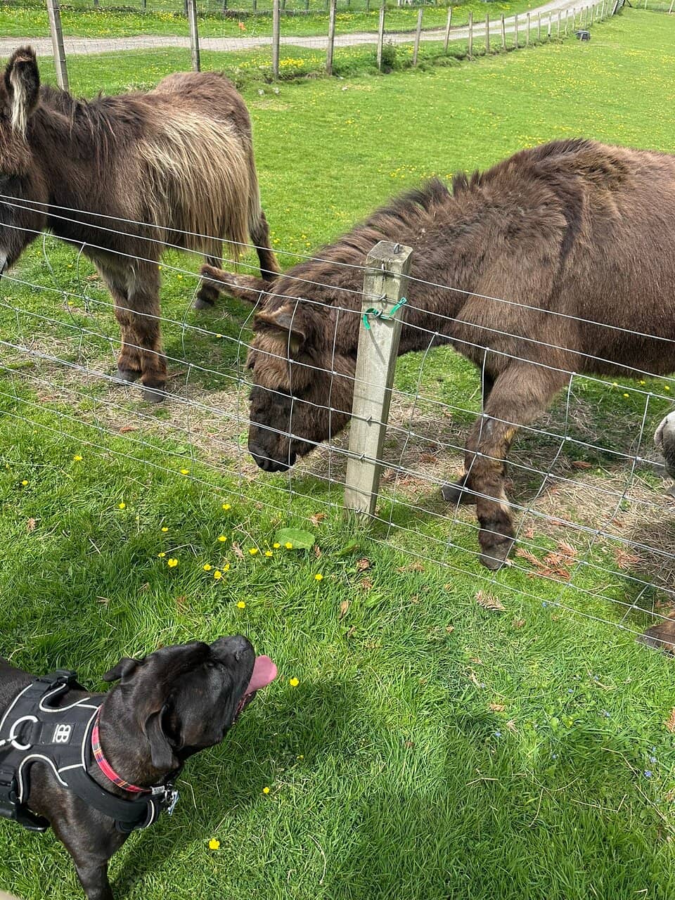 Wild Camping Adventure