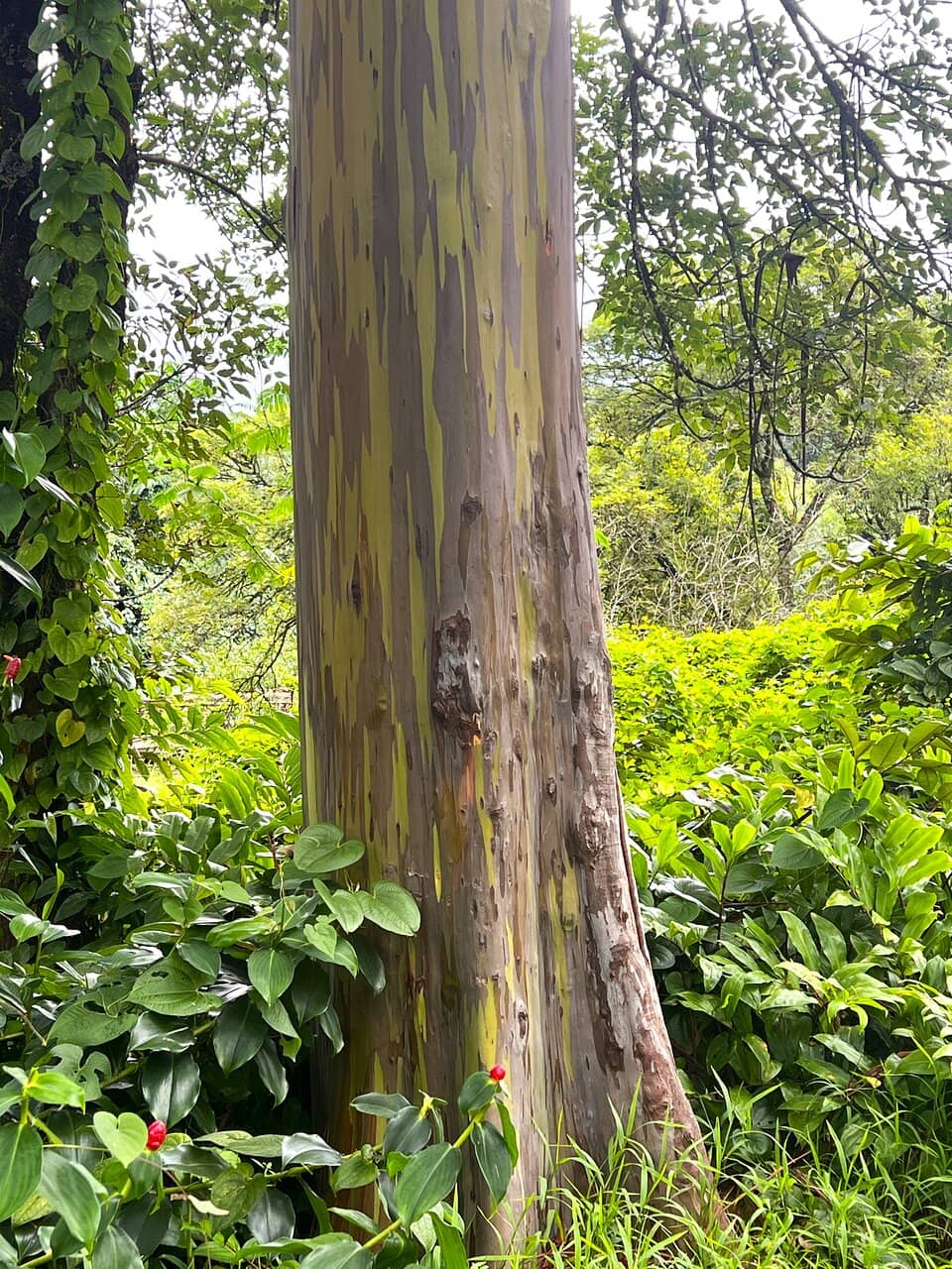 Vertical photo