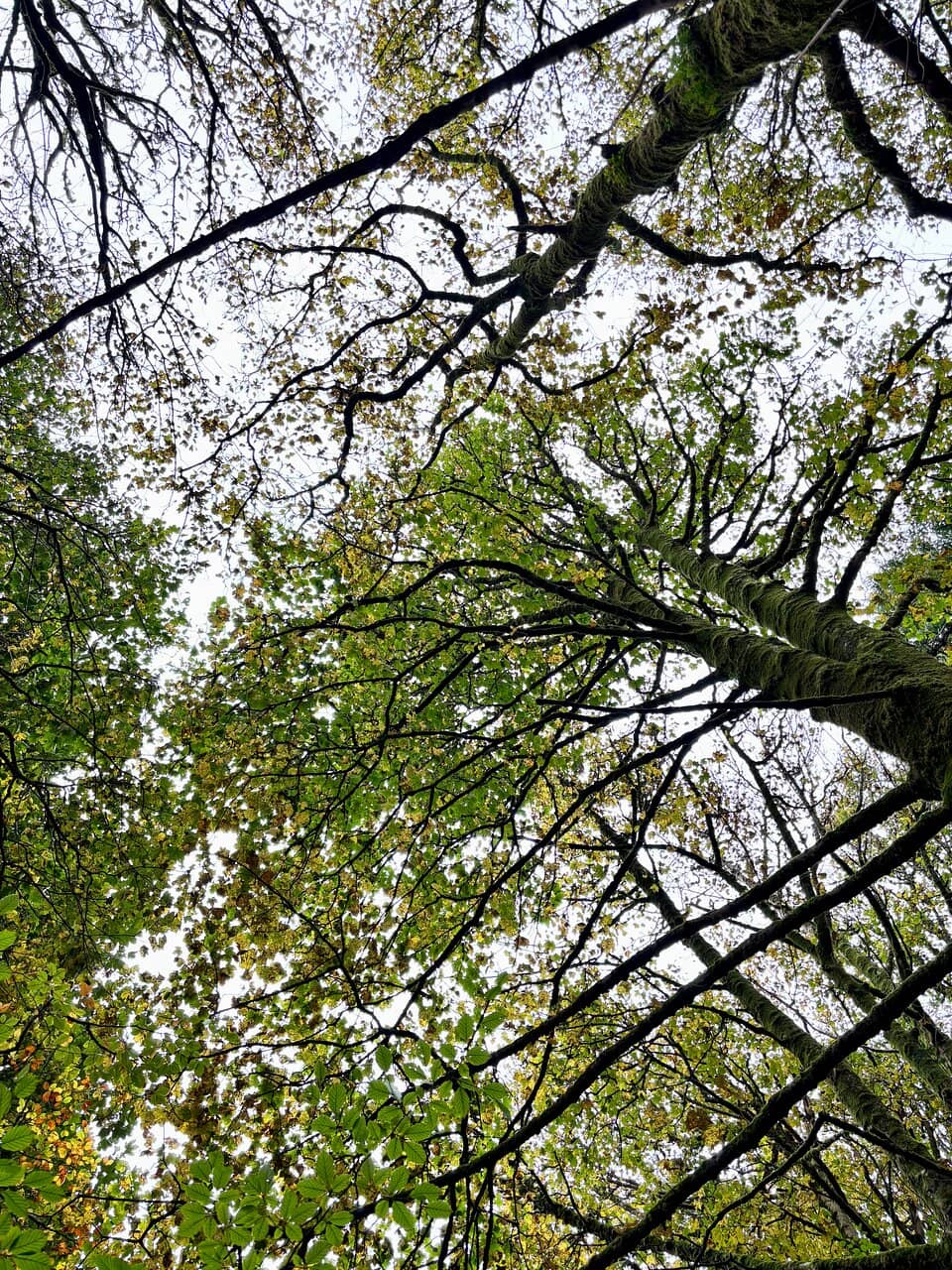 Vertical photo