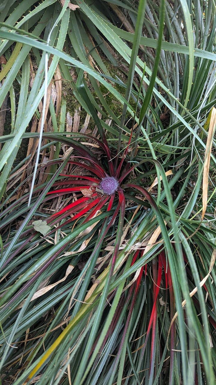 Seasonal Blooms