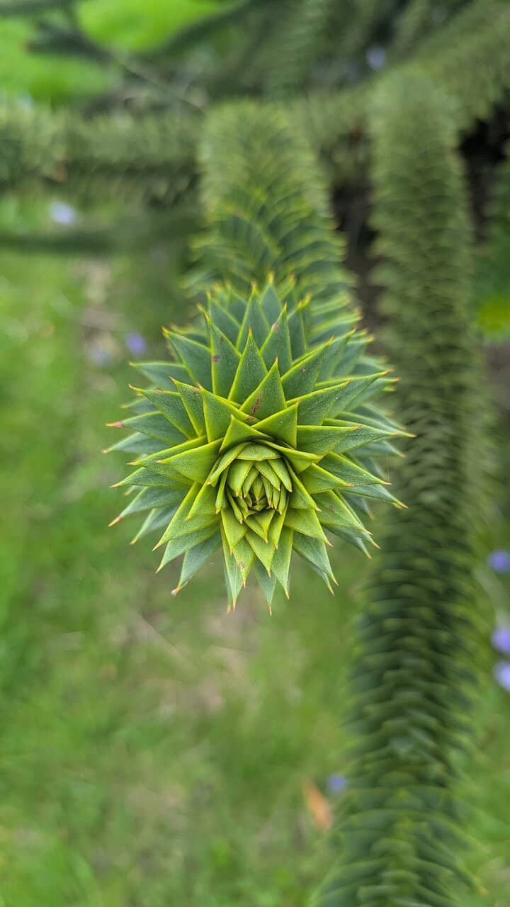 Serene Lake & Woodlands