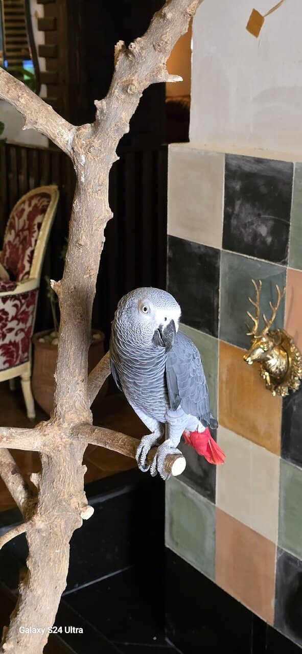 Cozy Ambiance with Live Music