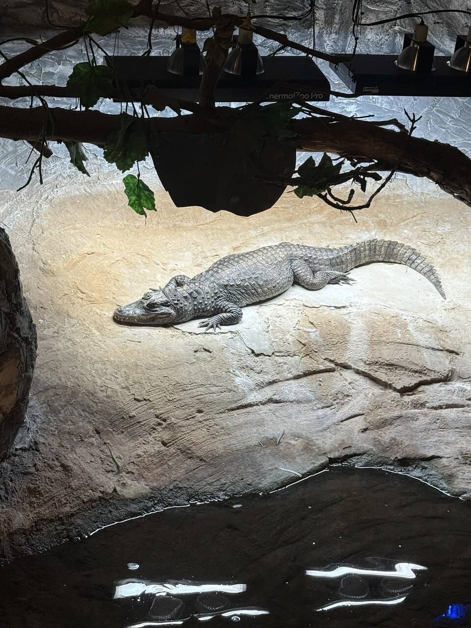 Tropical Butterfly House