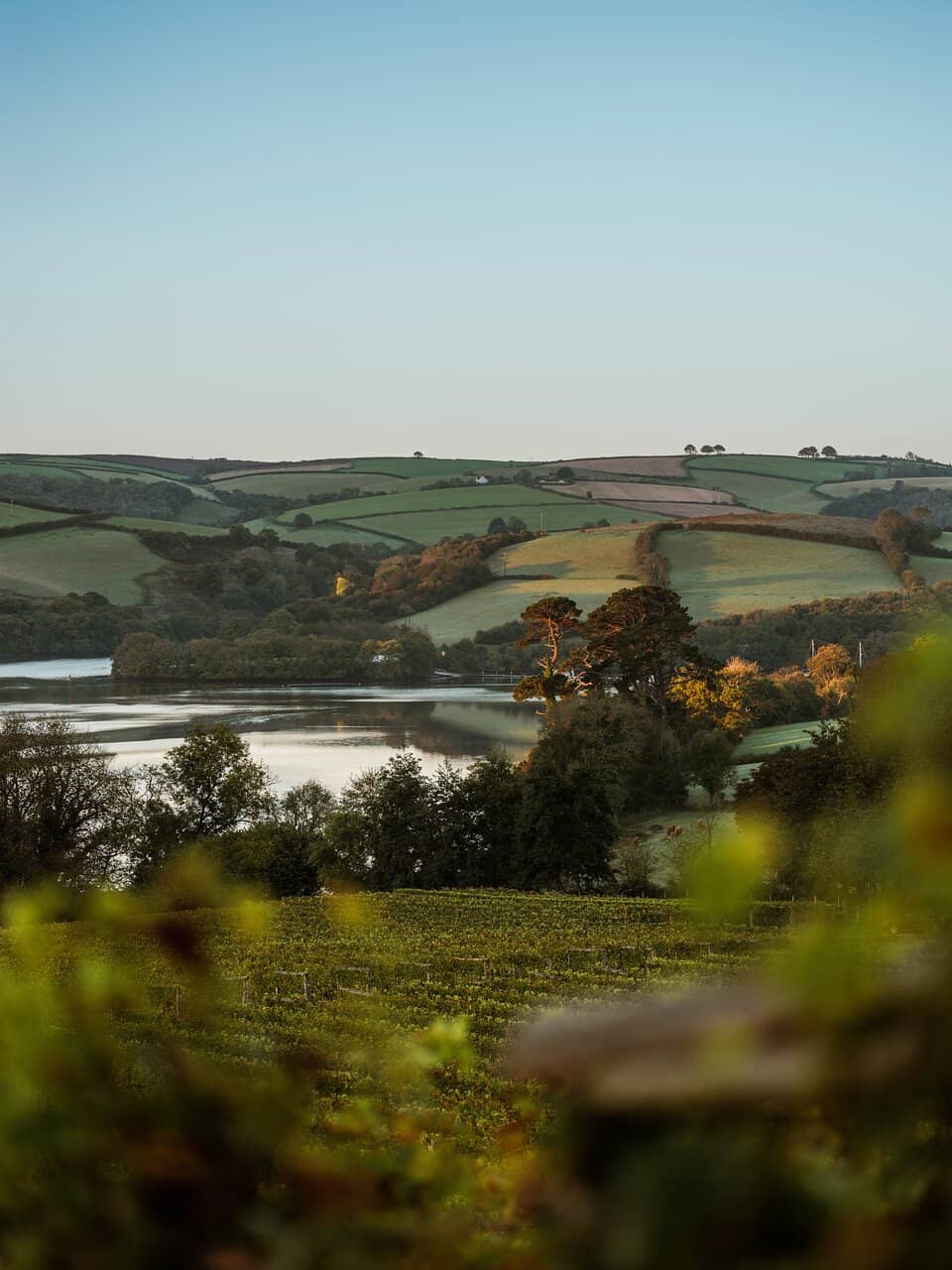 Award-Winning English Wines