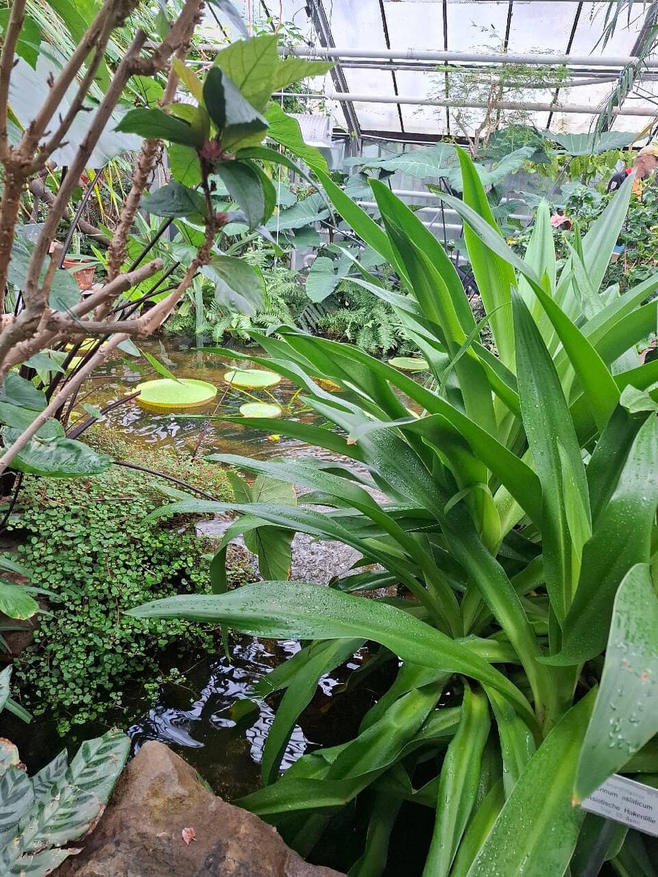 Alpine Garden